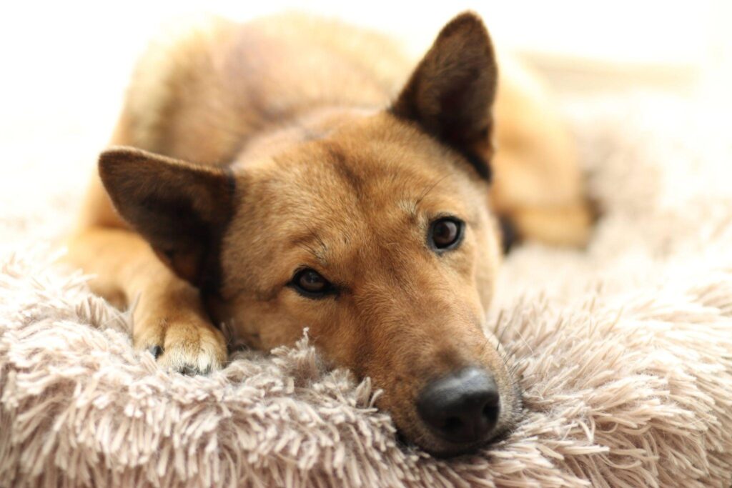 matching anti-anxiety dog bed to sleep style - burrower curler and edge-sleeper anxiety types