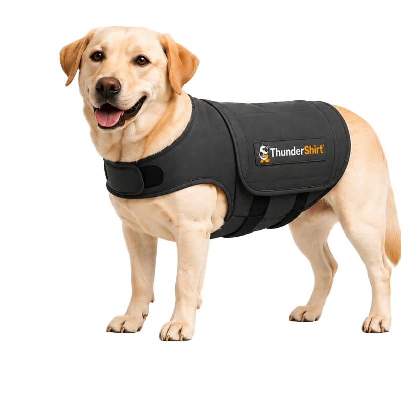 veterinarian consulting with dog owner about separation anxiety medication options