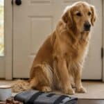 best calming products for dogs with separation anxiety