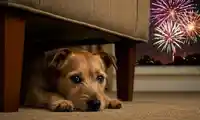 Dog with noise anxiety