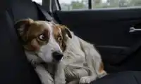 Anxious dog during car ride