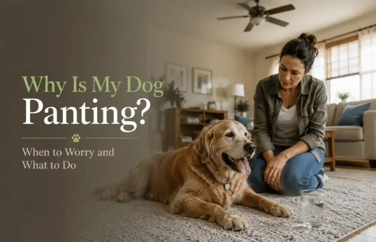 Why Is My Dog Panting while resting indoors with signs of concern