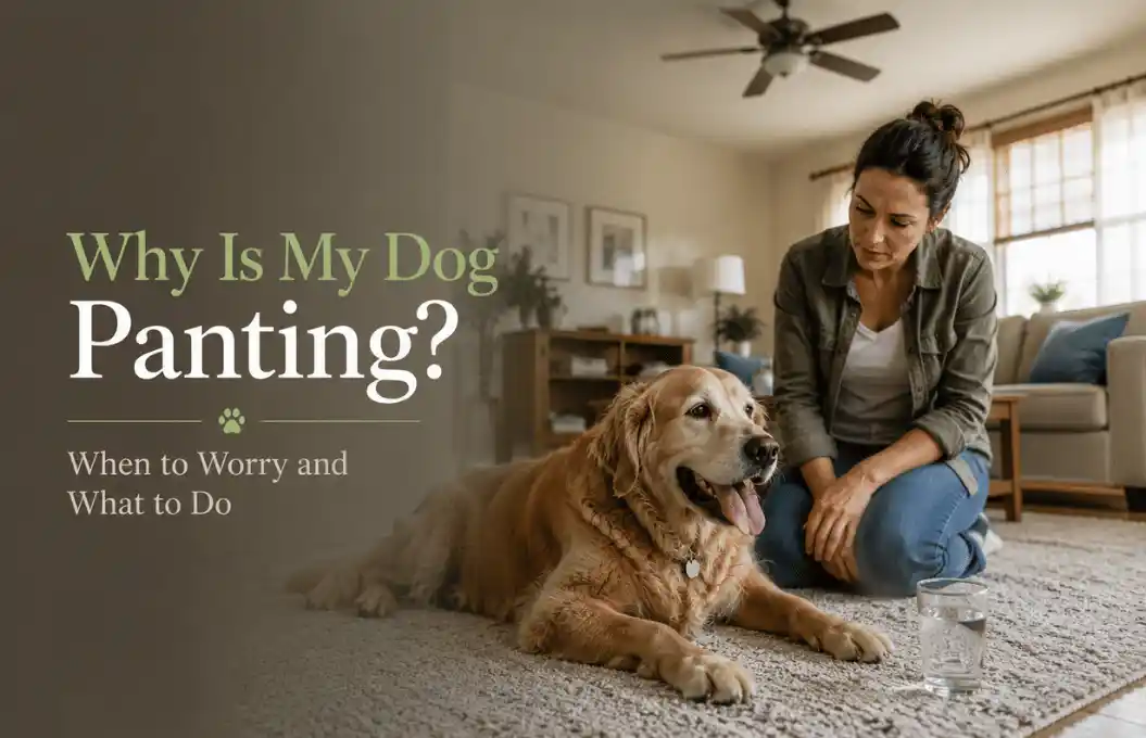 Why Is My Dog Panting while resting indoors with signs of concern