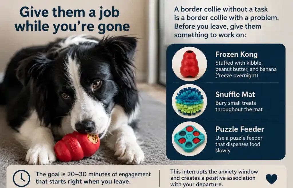 border collie separation anxiety - 3 ways to keep your dog busy while you're gone (frozen Kong, snuffle mat, puzzle feeder)
