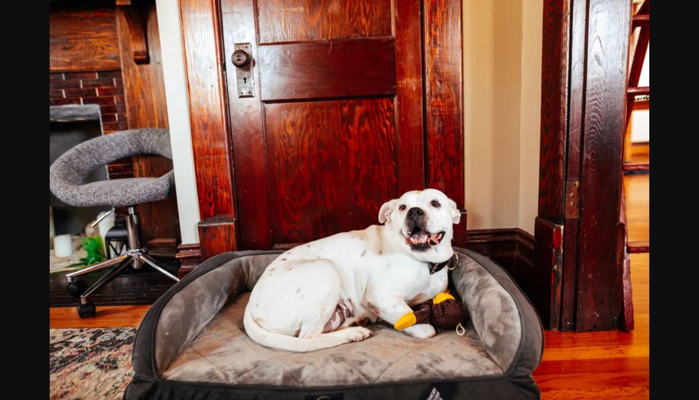 calm dog resting with a Kong toy - calming tools that help reduce dog barking and howling when left alone