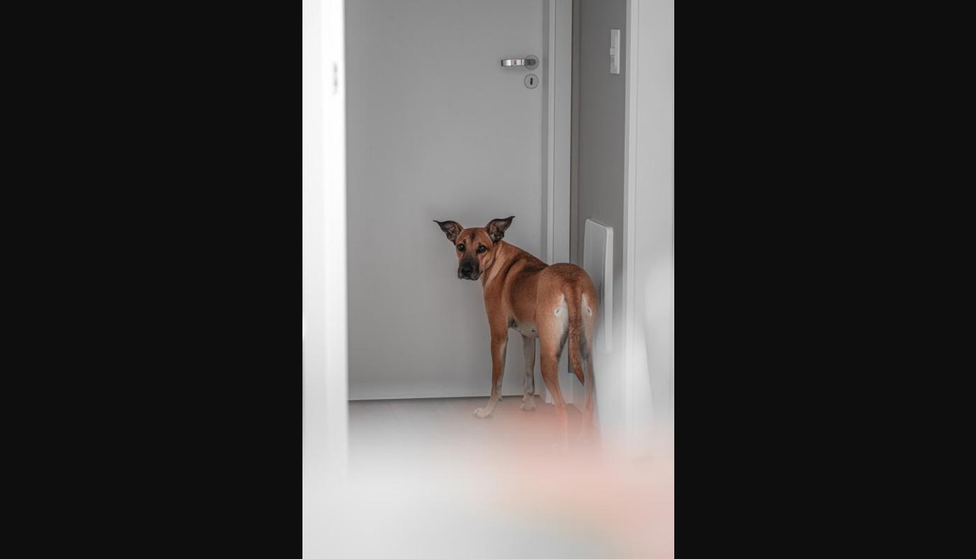 anxious dog pacing near the front door before its owner leaves - a sign of separation anxiety barking