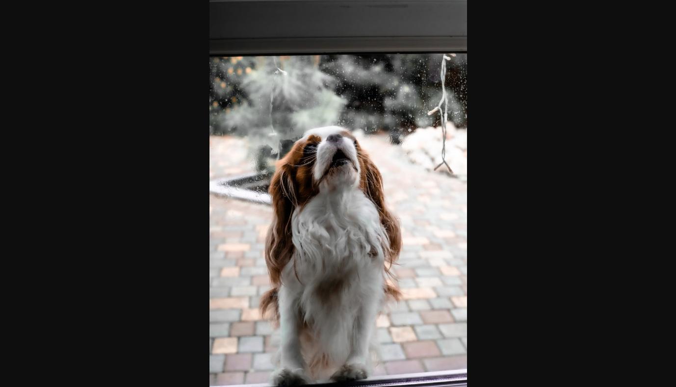 why do dogs howl when you leave - dog watching and barking at the window
