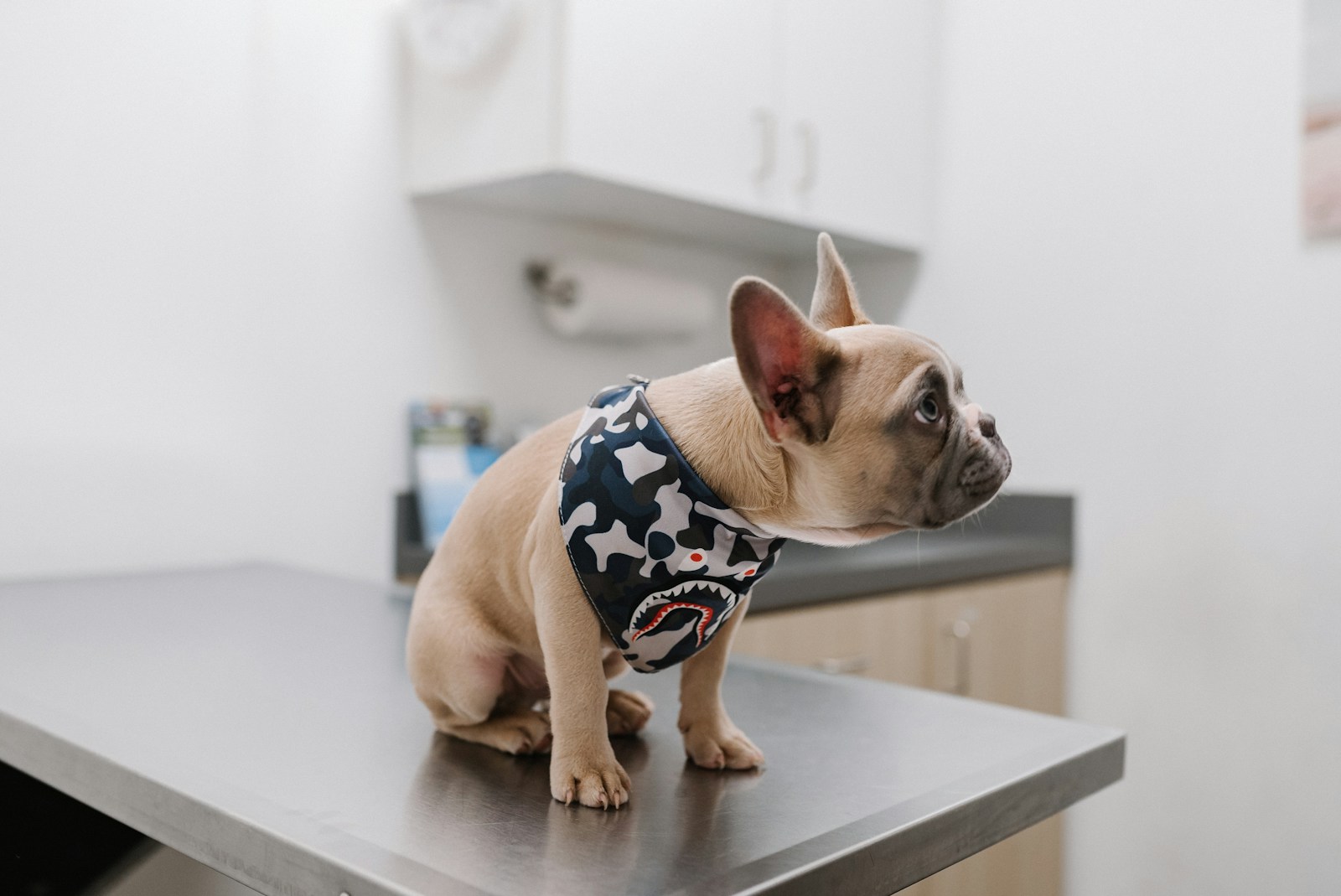 French bulldog sitting on a veterinary exam table